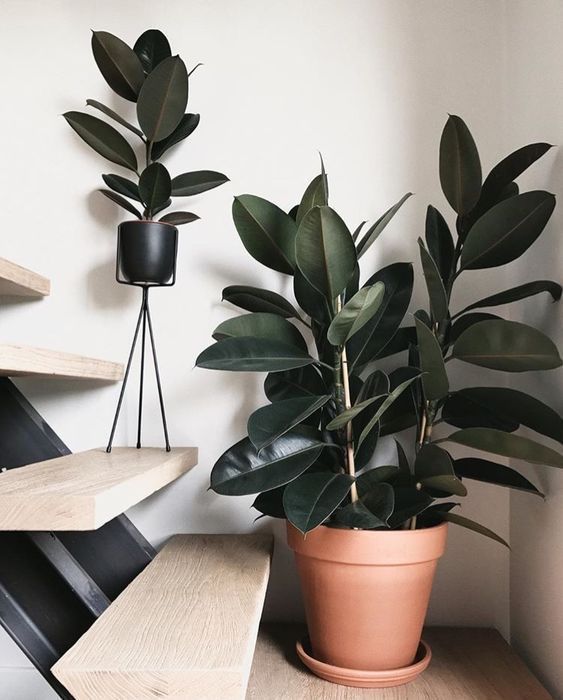 Feeling stressed? Try these 5 indoor plants! -   17 plants Green backyards ideas