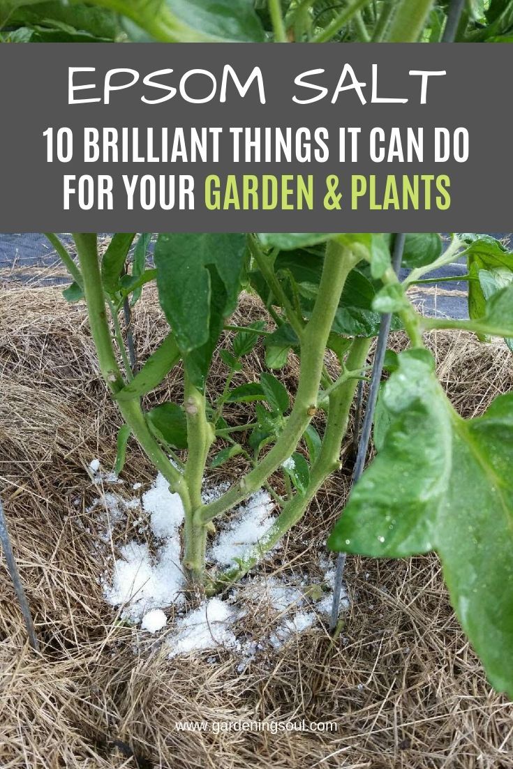 EPSOM SALT: 10 Brilliant Things it Can Do For Your Garden & Plants -   17 plants Green backyards ideas