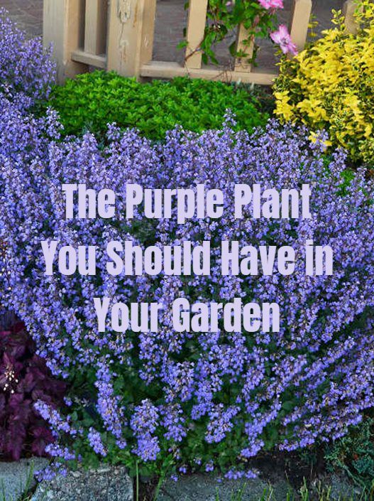 The Purple Plant You Should Have in Your Garden -   17 plants Green backyards ideas