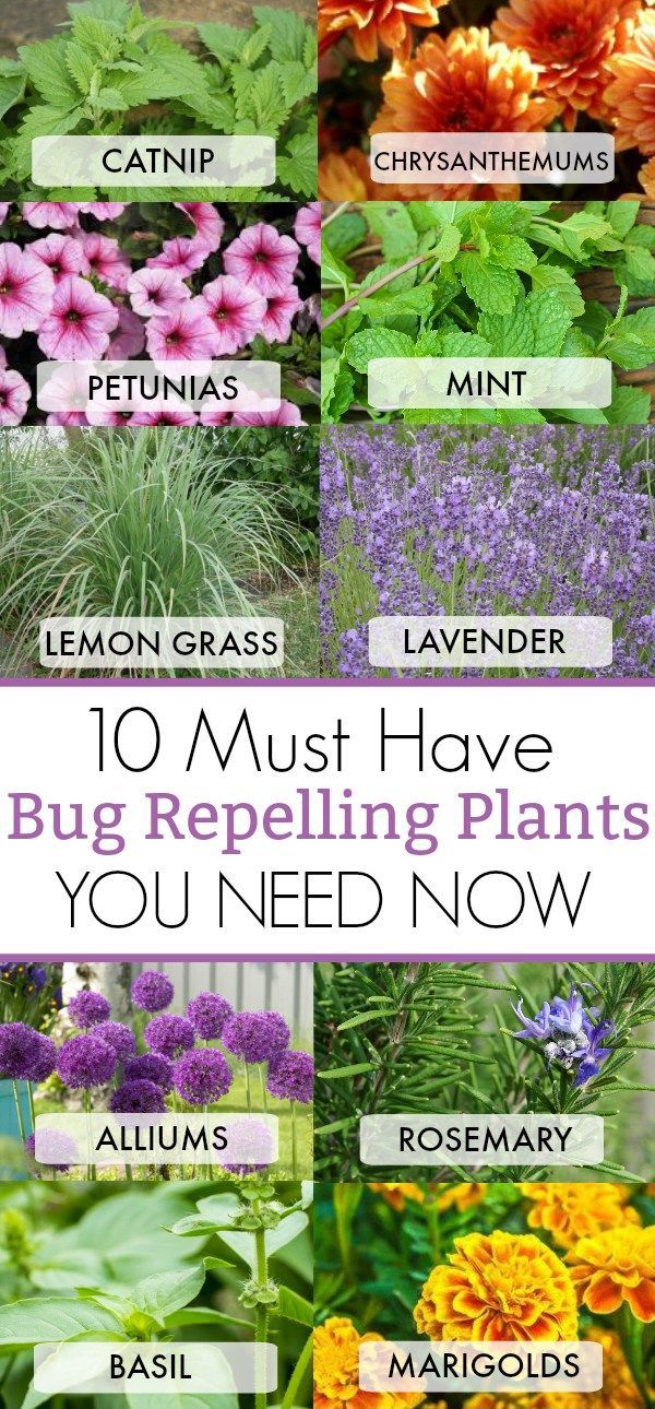10 Must Have Bug Repelling Plants This Summer For Your Home -   17 plants Green backyards ideas