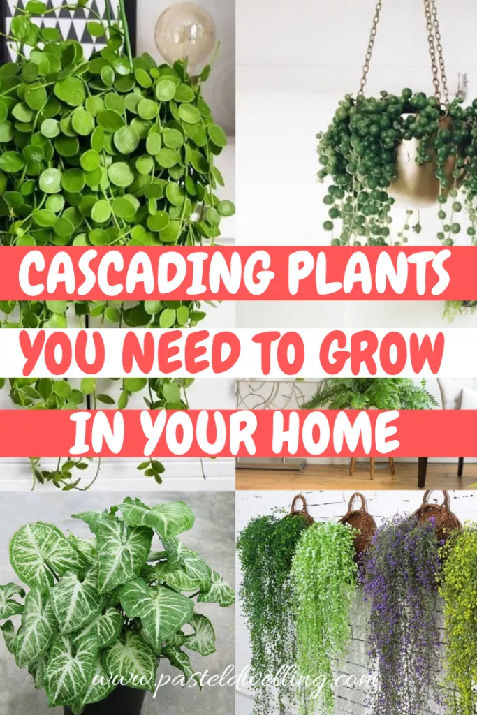 10 Cascading Plants You Can Grow Indoors for Home Decoration -   17 plants Green backyards ideas