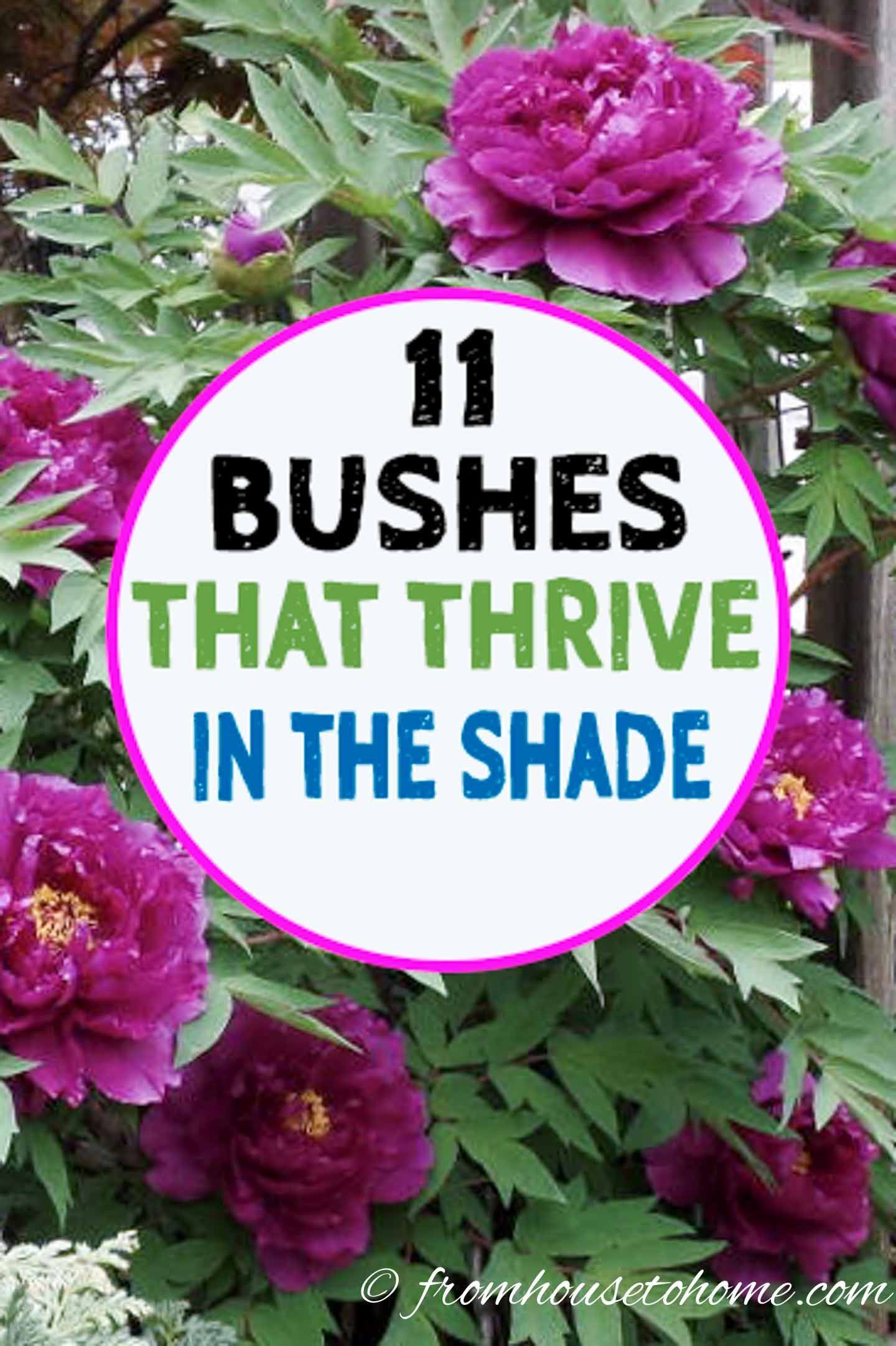 Shade Loving Shrubs: 11 Beautiful Bushes To Plant Under Trees -   17 plants Green backyards ideas