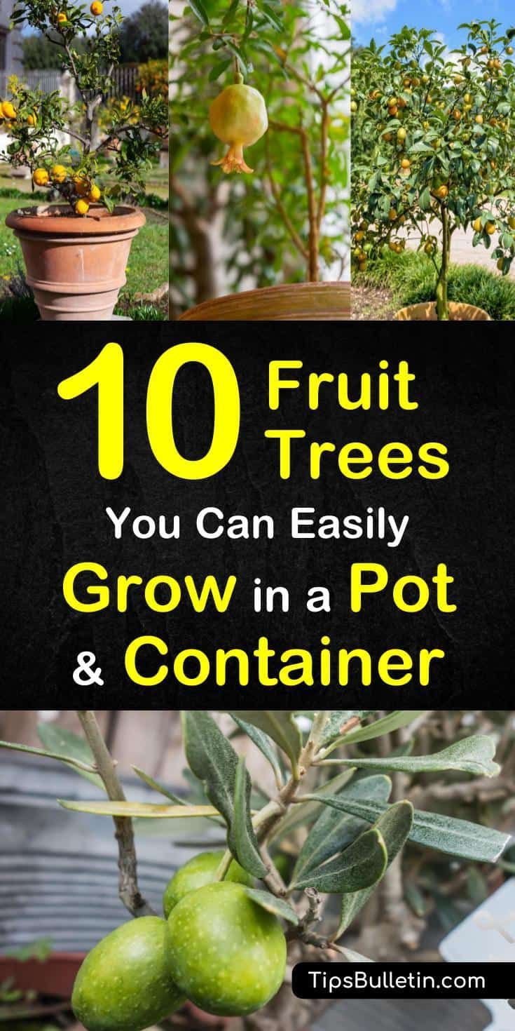 10 Fruit Trees You Can Easily Grow in a Pot or Container -   17 plants Green backyards ideas