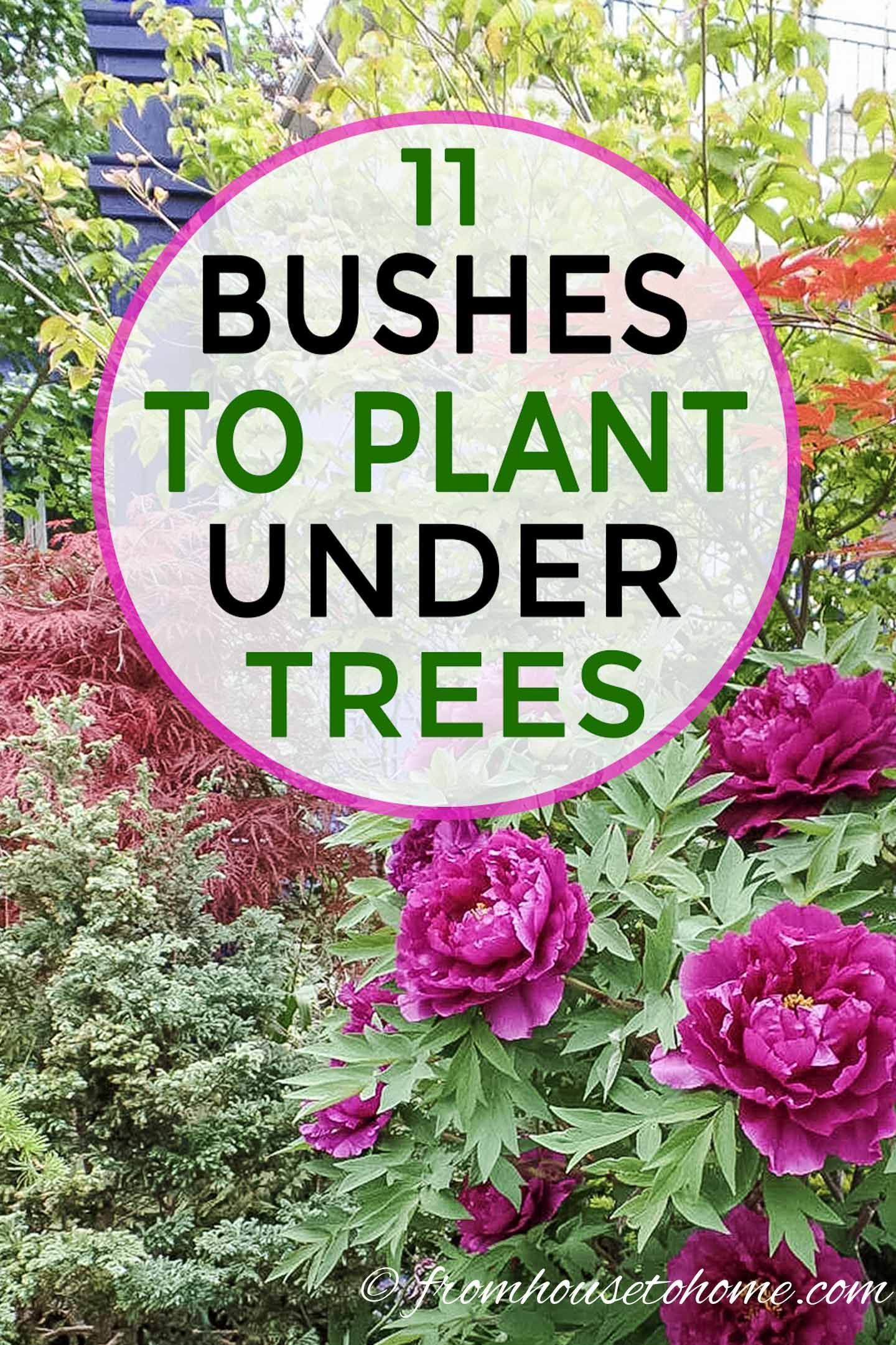 17 plants Green backyards ideas