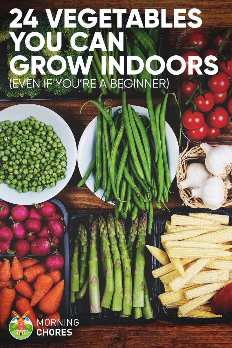24 Newbie-Friendly Vegetables You Can Easily Grow Indoors -   17 plants Green backyards ideas