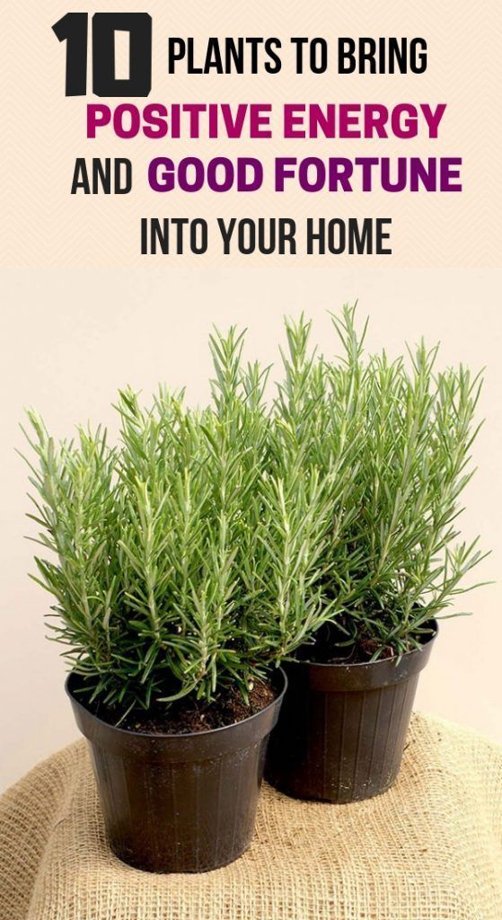 10 Plants To Bring Positive Energy And Good Fortune Into Your Home -   17 plants Green backyards ideas