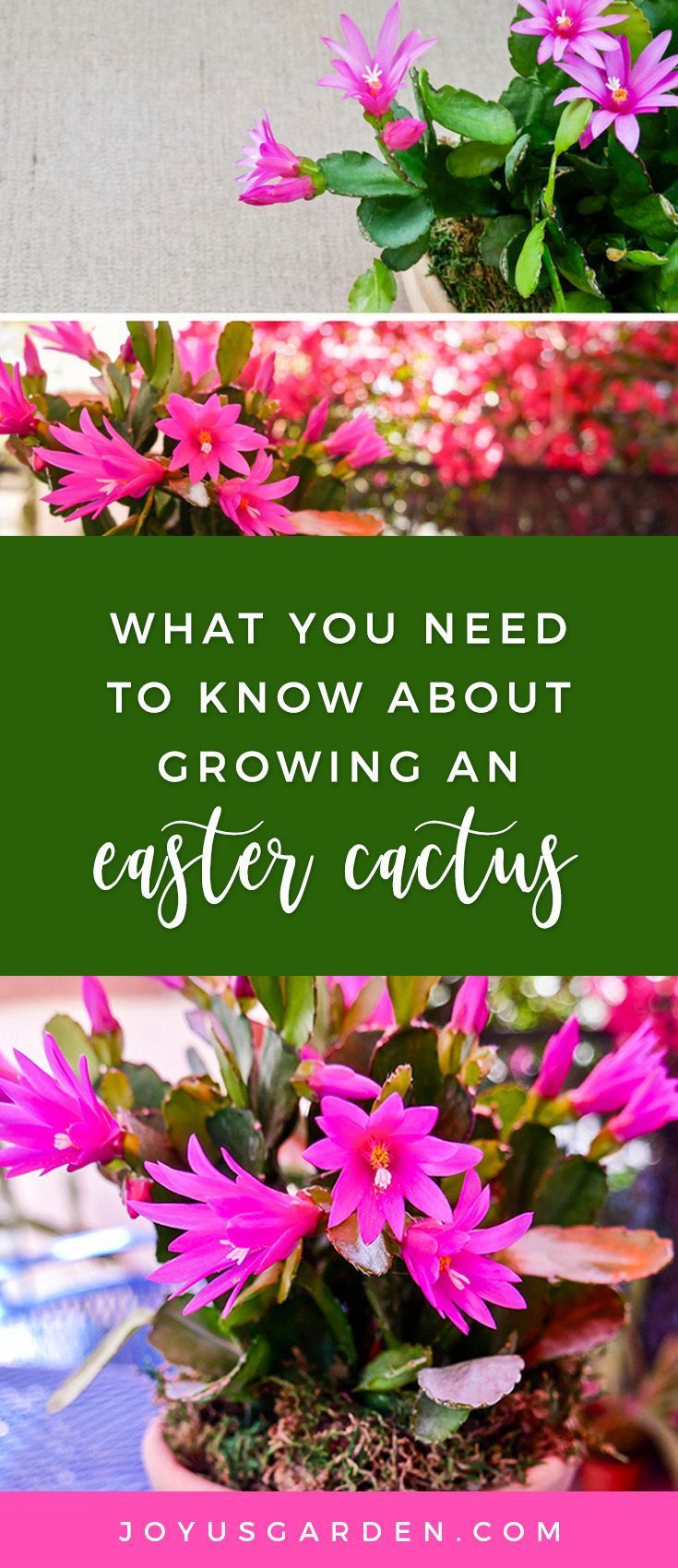 Growing An Easter Cactus (Spring Cactus -   17 plants House spring ideas