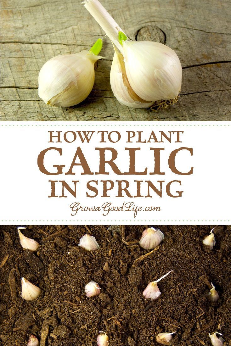 Planting Spring Garlic -   17 plants House spring ideas