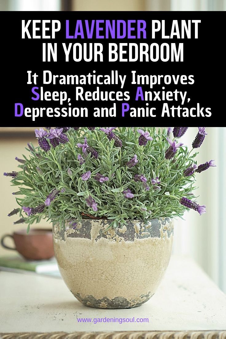 Keep Lavender Plant in Your Bedroom: It Dramatically Improves Sleep, Reduces Anxiety, Depression -   17 plants House spring ideas