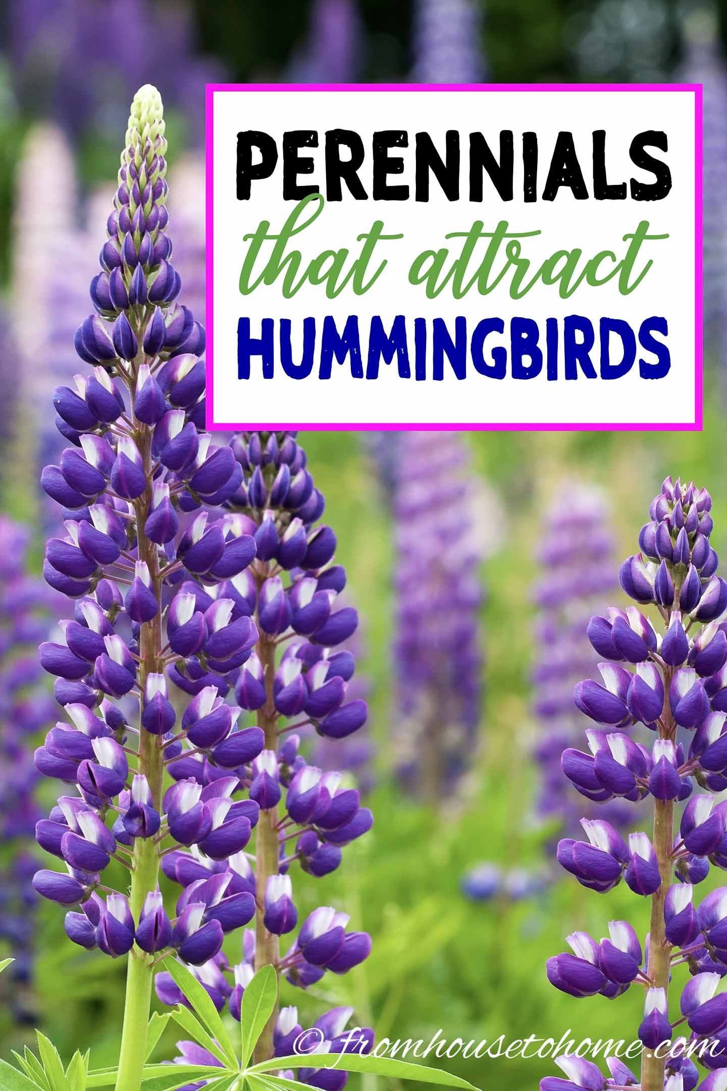 Hummingbird Plants: 25+ Of The Best Flowers That Attract Hummingbirds -   17 plants House spring ideas