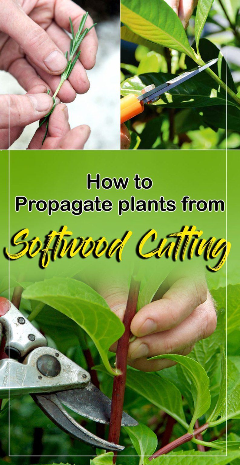 How to Propagate plants -   17 plants House spring ideas