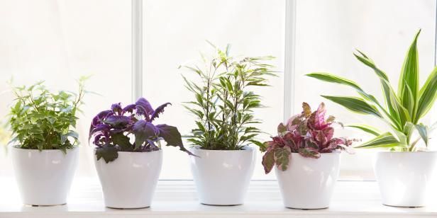 Tips on Houseplant Care in the Spring -   17 plants House spring ideas