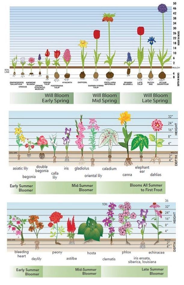 17 plants House spring ideas