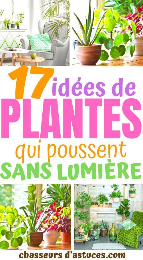 17 plants Interieur sans lumiere ideas