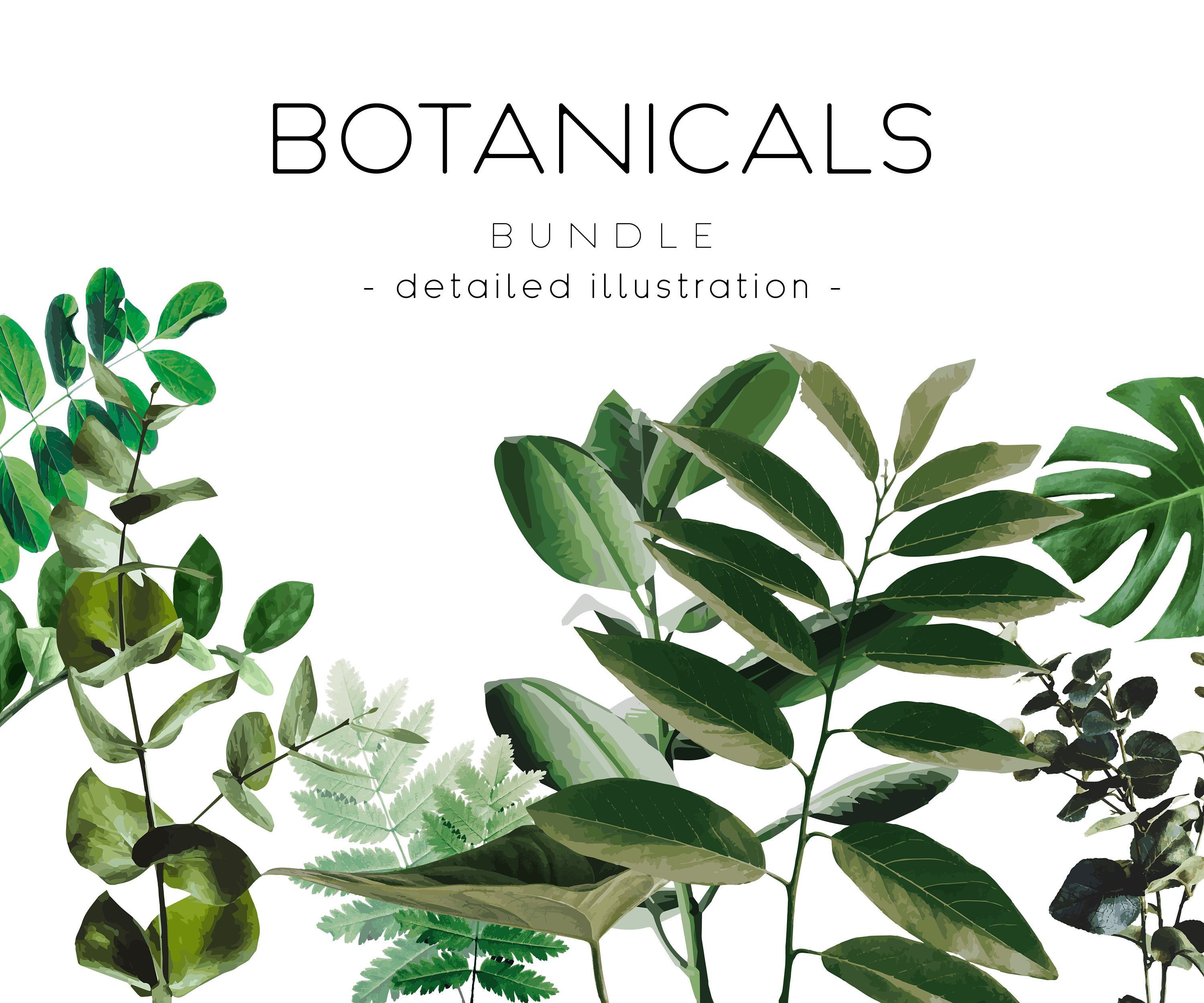 Botanical 10 high resolution PNG transparent background Plants illustrations -   6 plants Illustration png ideas