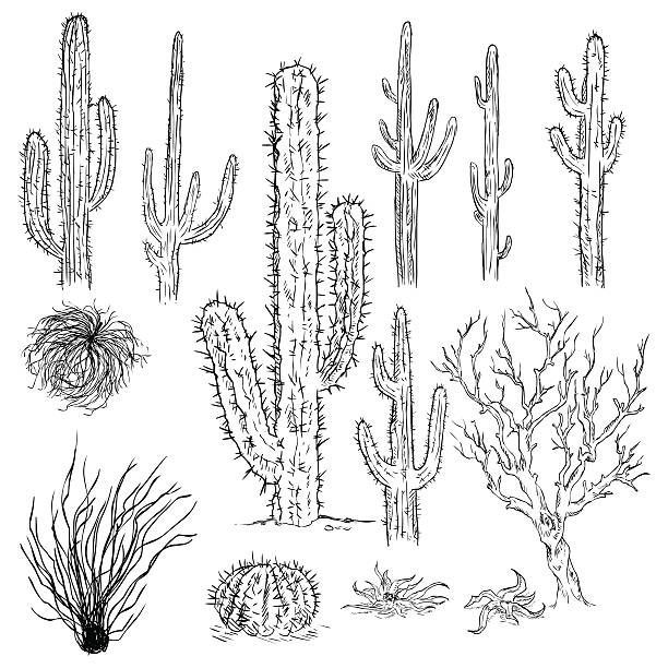 Vector Set Of Sketch Cactuses And Desert Plants Stock Illustration - Download Image Now -   7 planting Sketch aesthetic ideas