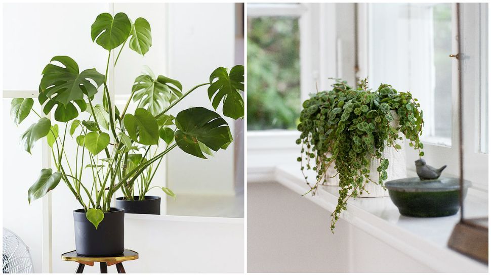4 Plants That Don't Need Sunlight -   7 plants Bathroom windowsill ideas