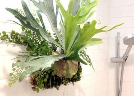 56 Trendy Bath Room Plants Windowsill -   7 plants Bathroom windowsill ideas