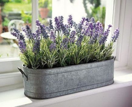 7 plants Bathroom windowsill ideas