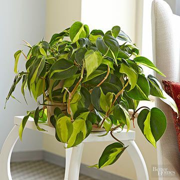 11 Plants That Will Actually Thrive in Your Bathroom -   7 plants Bathroom windowsill ideas