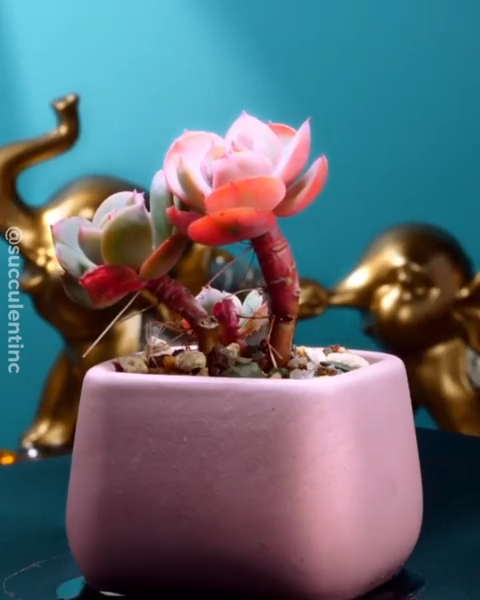 blooming pink succulent -   9 plants Cactus pink walls ideas