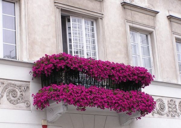 Balcony Flowers For Sunny Sites   Charming Examples Of The Design  Decor10 Blog -   10 planting Balcony sunny ideas
