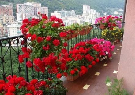 10 planting Balcony sunny ideas