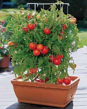 Container Gardening For Your Patio Or Balcony | Survival Life -   10 planting Balcony sunny ideas