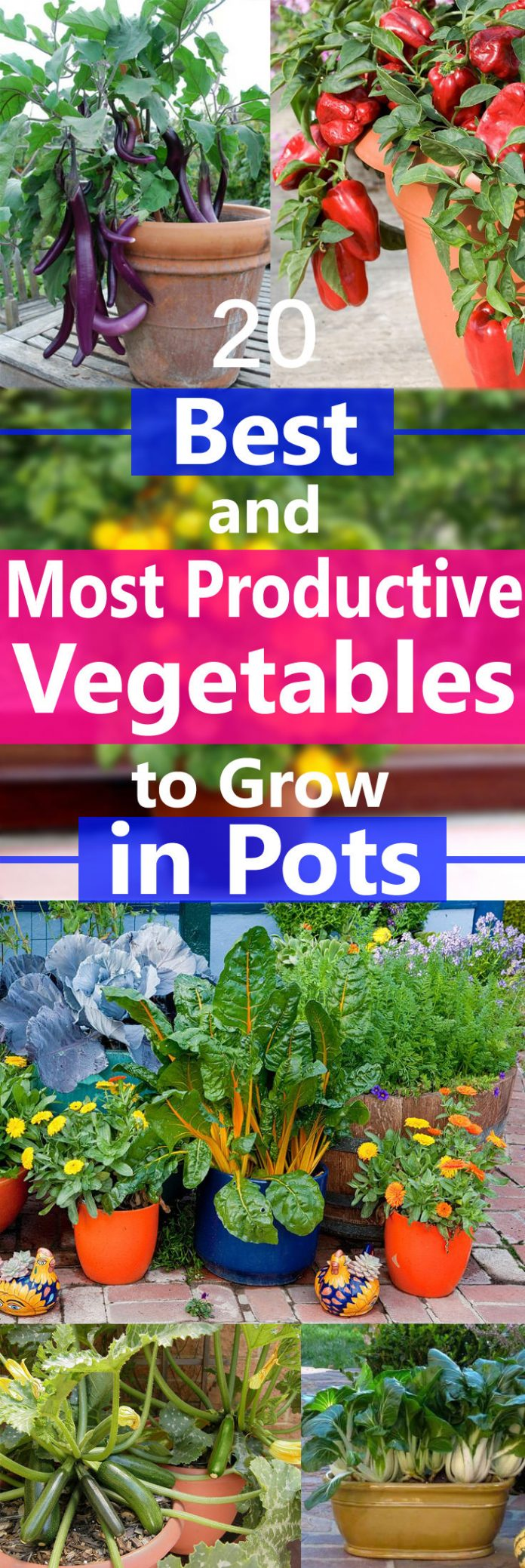 Best & Most Productive Vegetables to Grow in Pots -   10 planting Balcony sunny ideas