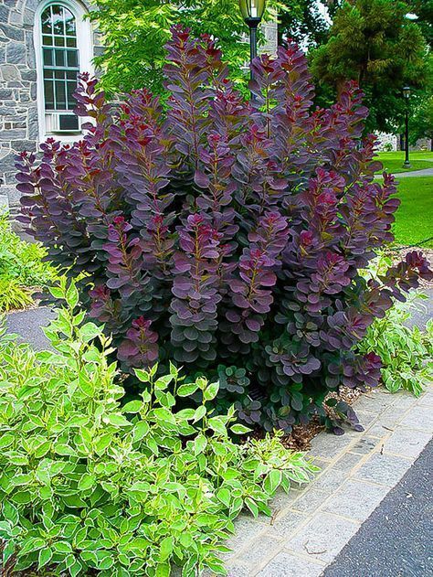 Royal Purple Smoke Tree -   11 garden design Drawing beautiful ideas