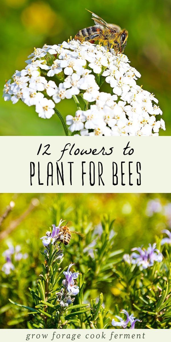 12 Common Flowers to Plant for the Bees (that are good for us too!) -   11 garden design Drawing beautiful ideas