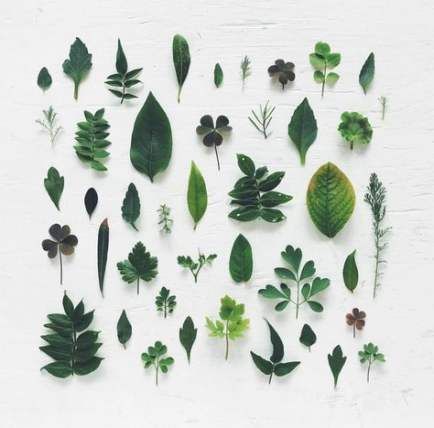61+ Ideas For Plants Photography Leaves Inspiration -   11 planting Photography leaf ideas