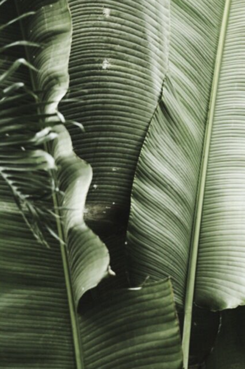 pinterest @kyliieee | banana leaf | palm leaves | palm plant | tropical san diego california plants -   11 planting Photography leaf ideas