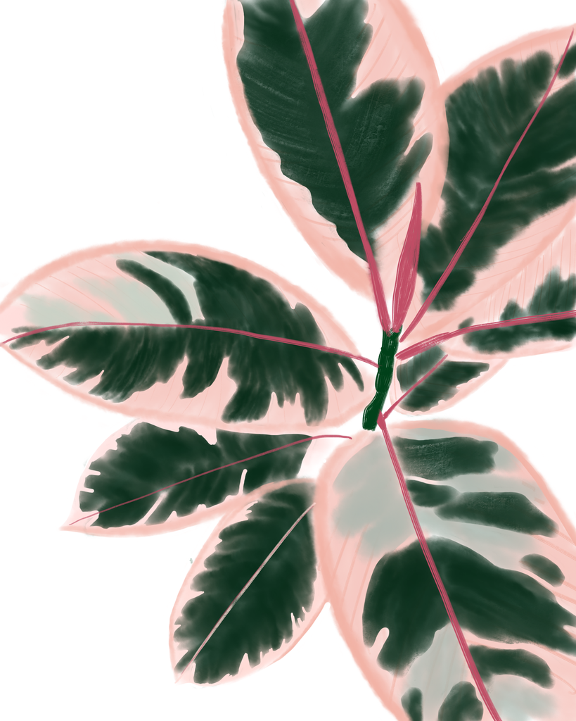 Ruby Rubber Plant -   12 plants Art aesthetic ideas
