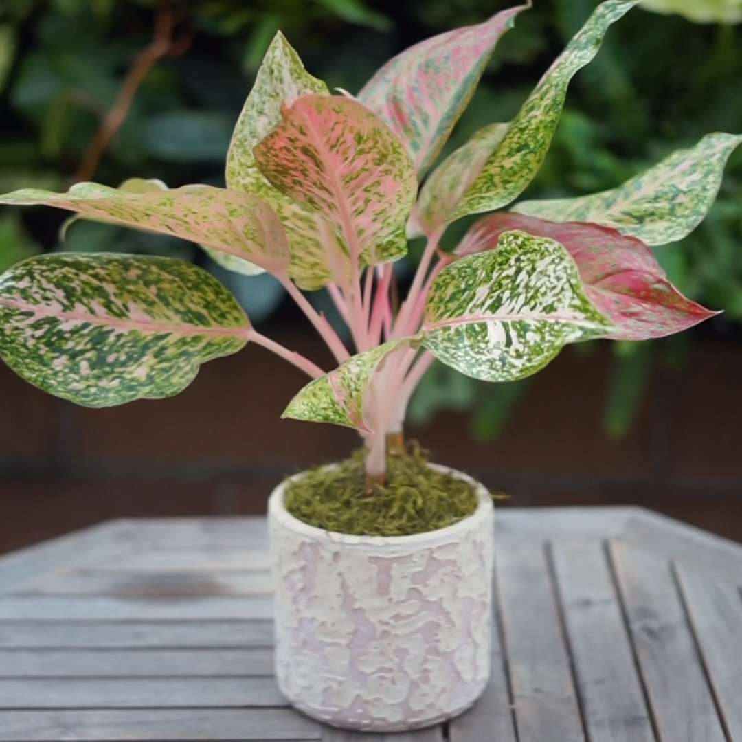 Chinese Evergreen -   13 banana planting Outdoor ideas