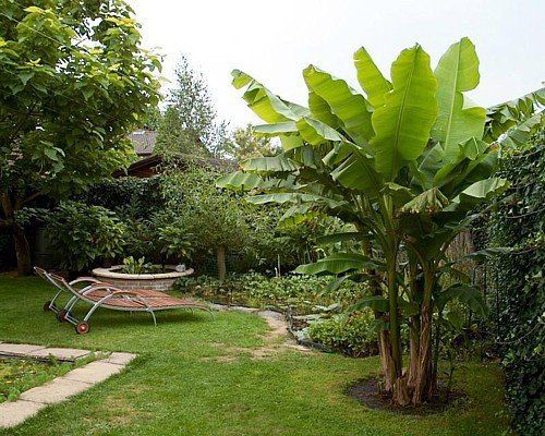 10 Hardy Plants That Look Tropical - Gardening @ From House To Home -   13 banana planting Outdoor ideas