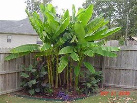13 banana planting Outdoor ideas