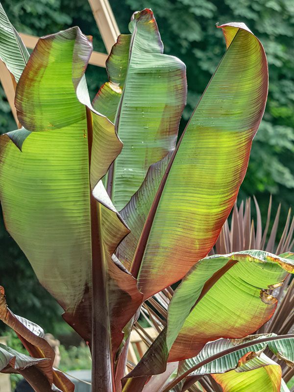 Red Leaf Abyssinian Banana Tree (ensete ventricosum) -   13 banana planting Outdoor ideas