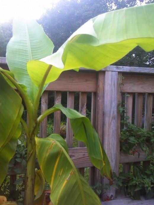 The Most Cold Tolerant Banana Plant - Musa Basjoo -   13 banana planting Outdoor ideas