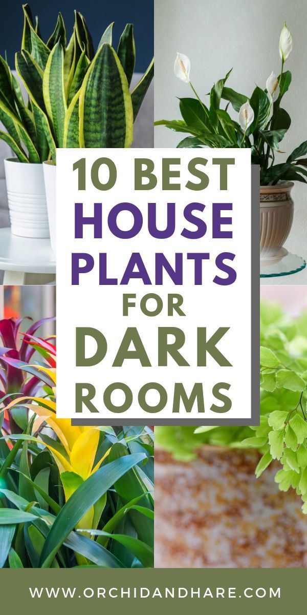 10 Low Light House Plants | Indoor Plants That Grow Without Sunlight -   13 planting Room office ideas