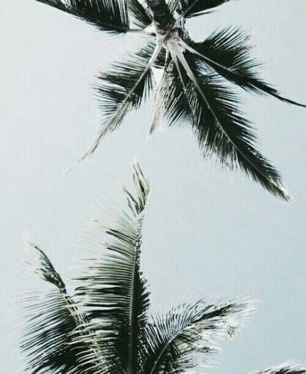New Plants Wallpaper Iphone Leaves Palm Trees 33 Ideas -   13 plants Background palm trees ideas
