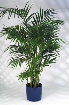 Kentia Palm Care: Growing The Beautiful Howea Forsteriana -   13 plants Background palm trees ideas