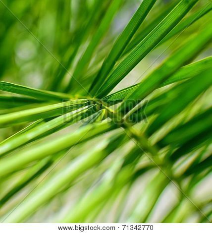 Palm Tree Background Poster ID:71342770 -   13 plants Background palm trees ideas