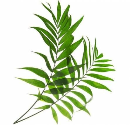 13 plants Background palm trees ideas