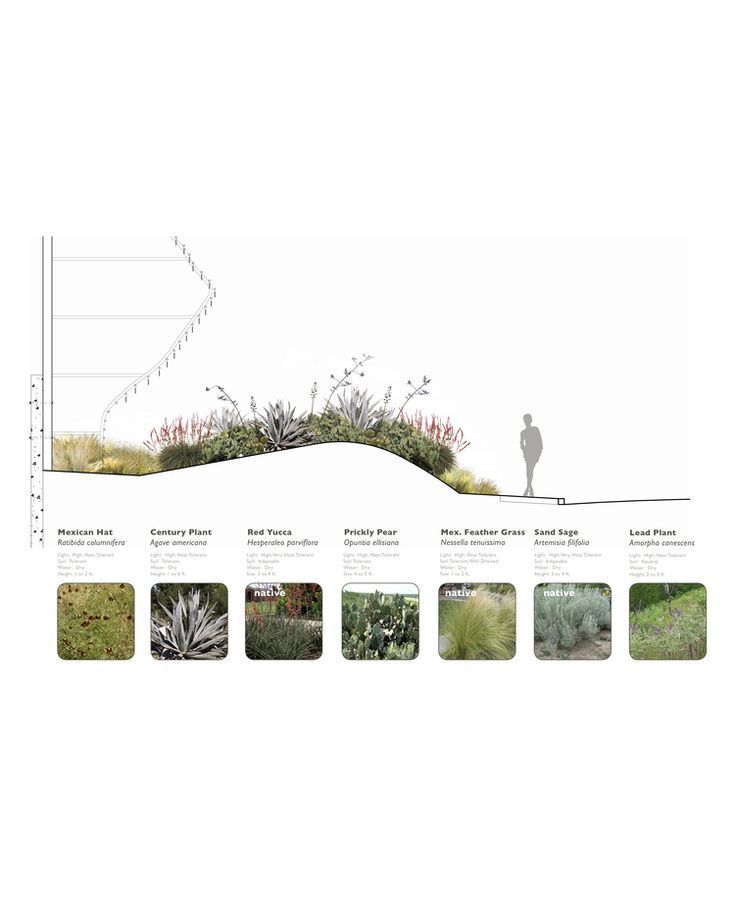 13 plants Landscaping architecture ideas
