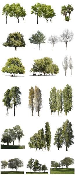 Cutout tree groups PNG Pack -   13 plants Landscaping architecture ideas