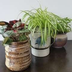 Upcycled Ceramic Jars To Plant Pots -   14 plants Potted upcycle ideas