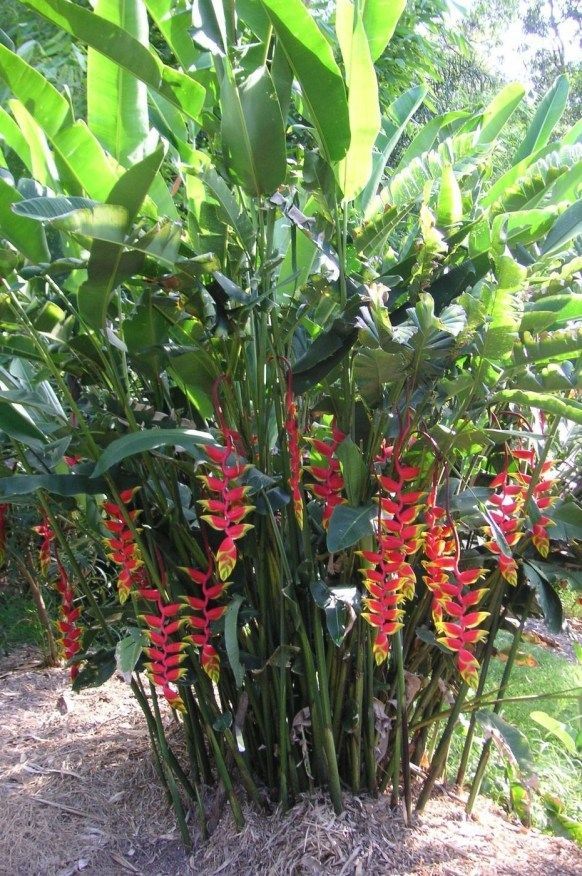 39 Tropical Plantation Ideas You Can Try in Your Garden -   14 tropical plants Landscaping ideas