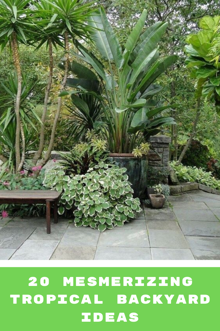 20 Mesmerizing Tropical Backyard Ideas to Freshen Your Outdoor Space -   14 tropical plants Landscaping ideas