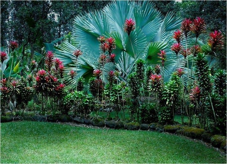 tropical garden landscaping 16 -   14 tropical plants Landscaping ideas